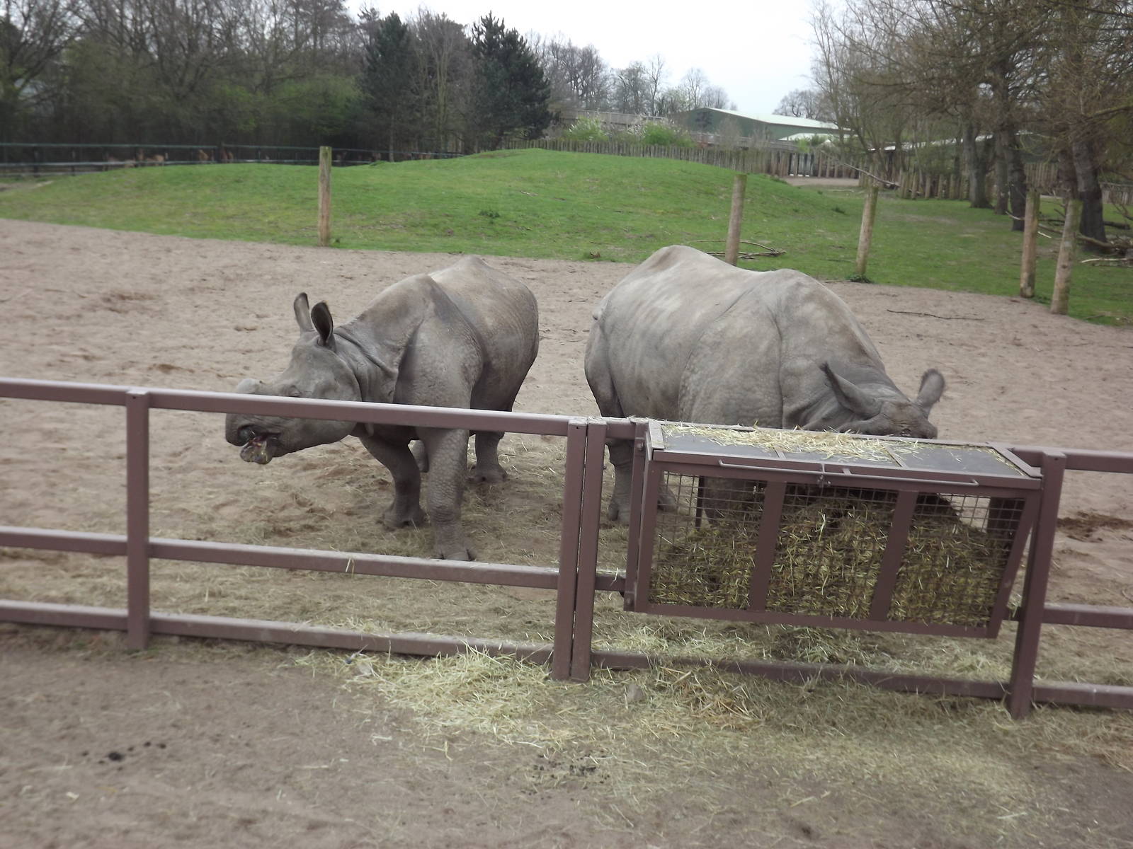 Indian Rhinos at Chester Zoo 31/03/12