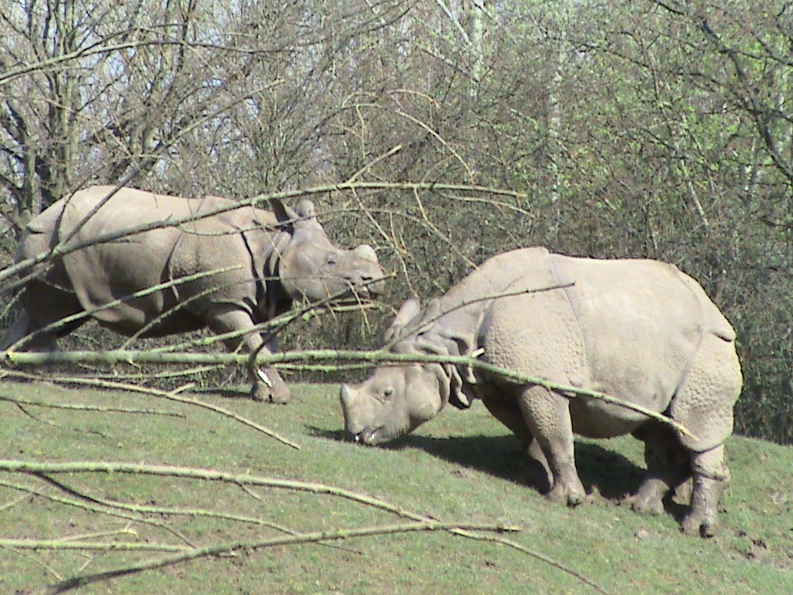Indian Rhinos at Chester