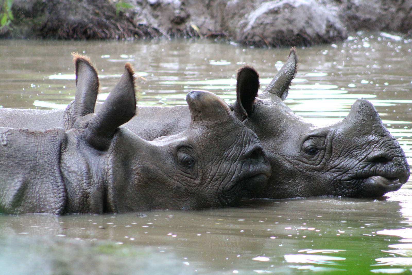 Indian Rhinos @ Chester; 15.09.2015