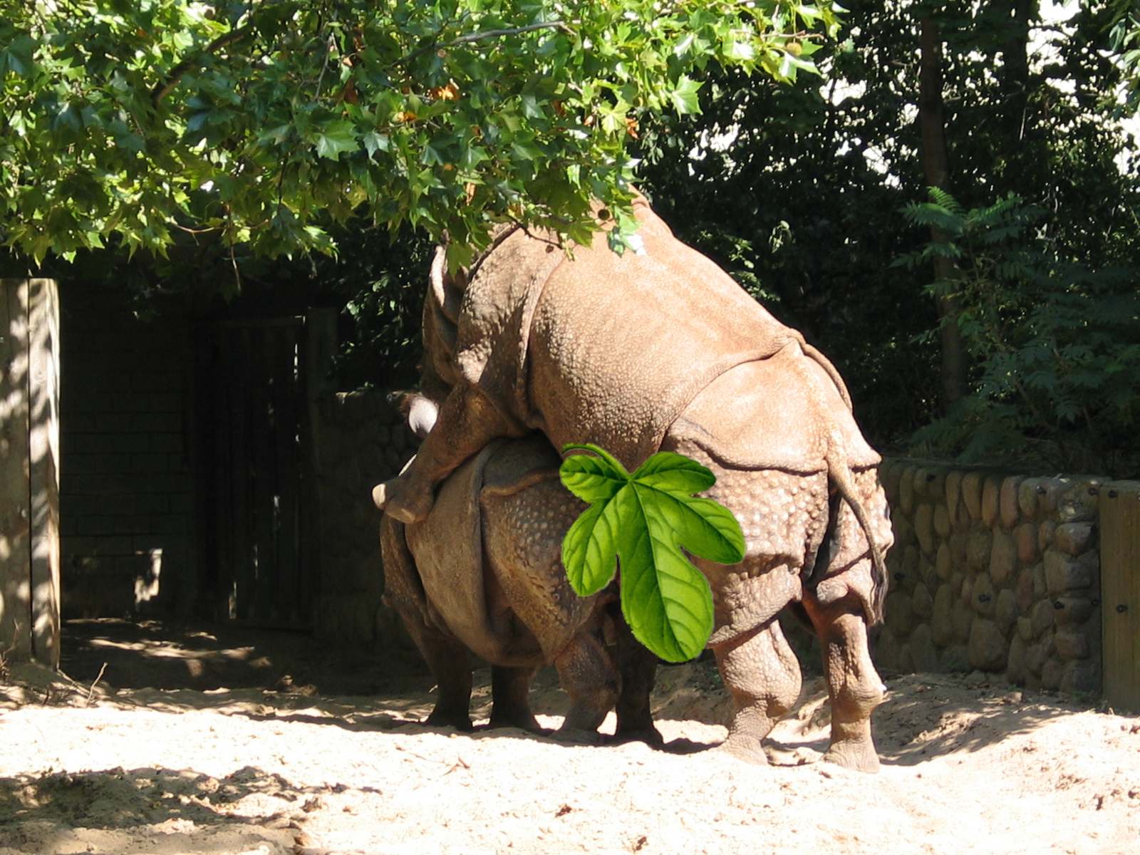 Indian rhinos copulation censored.