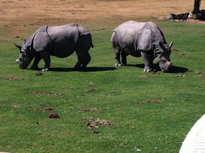 Indian rhinos grazing
