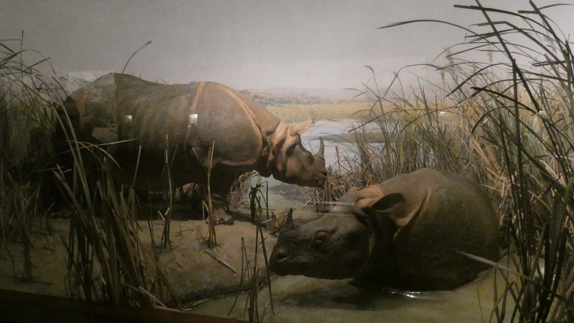 Indian Rhinos, Hall of Asian Mammals - Feb. 2022