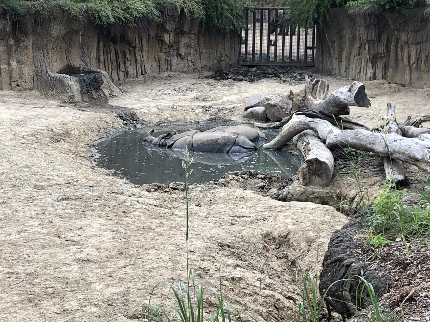 Indian Rhinos in Mud