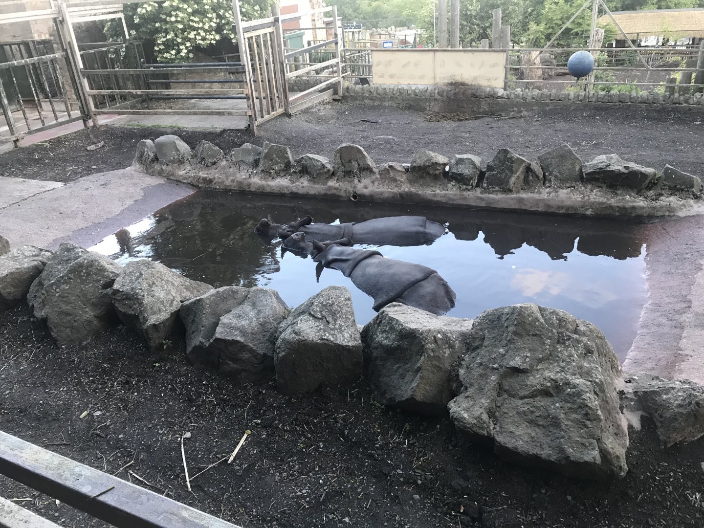 Indian rhinos in pool