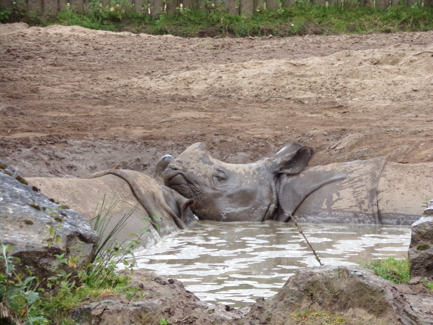 Indian rhinos in the mud 29.6.24