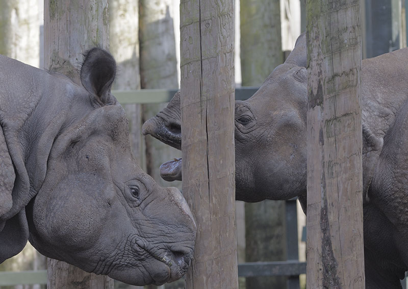 Indian rhinos interacting