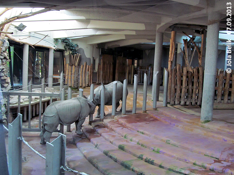 Indian rhinos Jange and Sundari