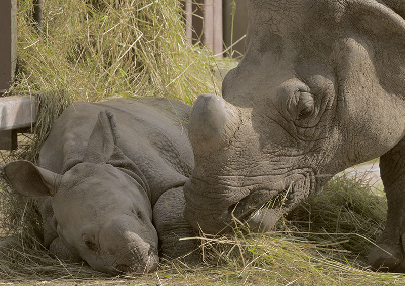 Indian rhinos 'Komala' and 'Asha'