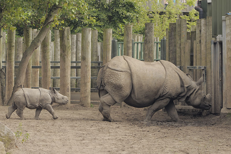 Indian rhinos 'Komala' and 'Asha'