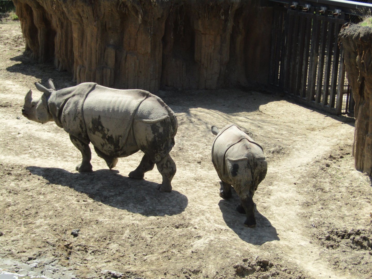 Indian Rhinos (Mom Hellary and Calf Marshall)