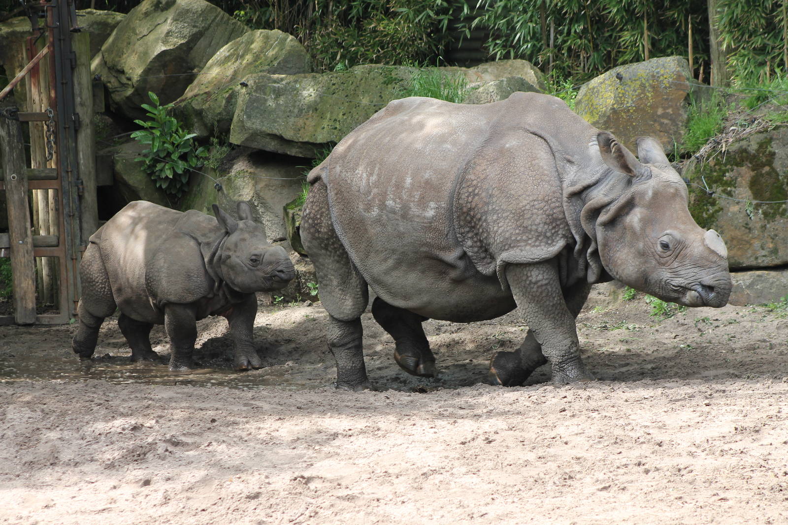 Indian Rhinos mother and child
