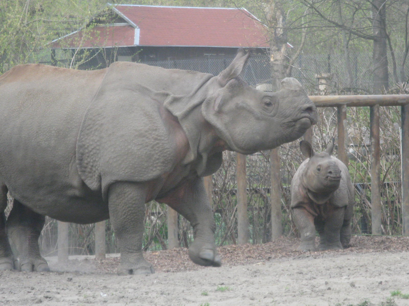 Indian Rhinos - mother and son (2)