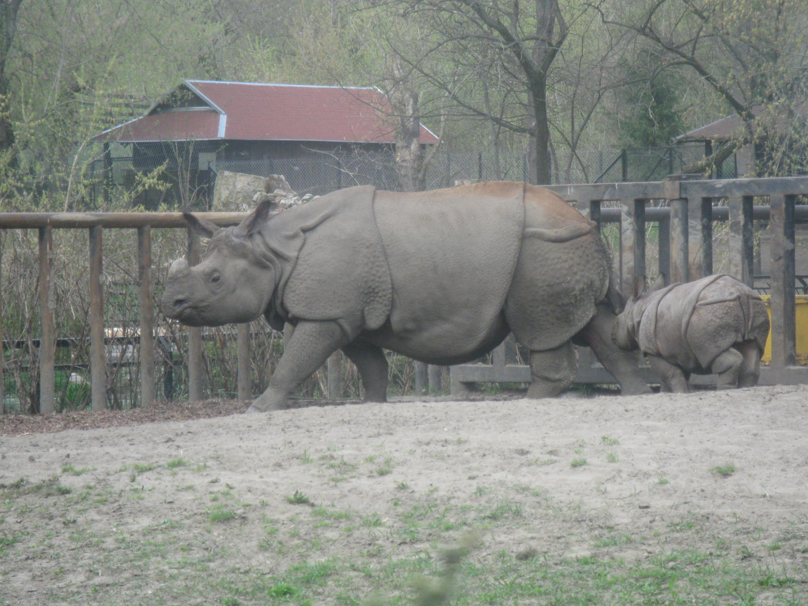 Indian Rhinos - mother and son