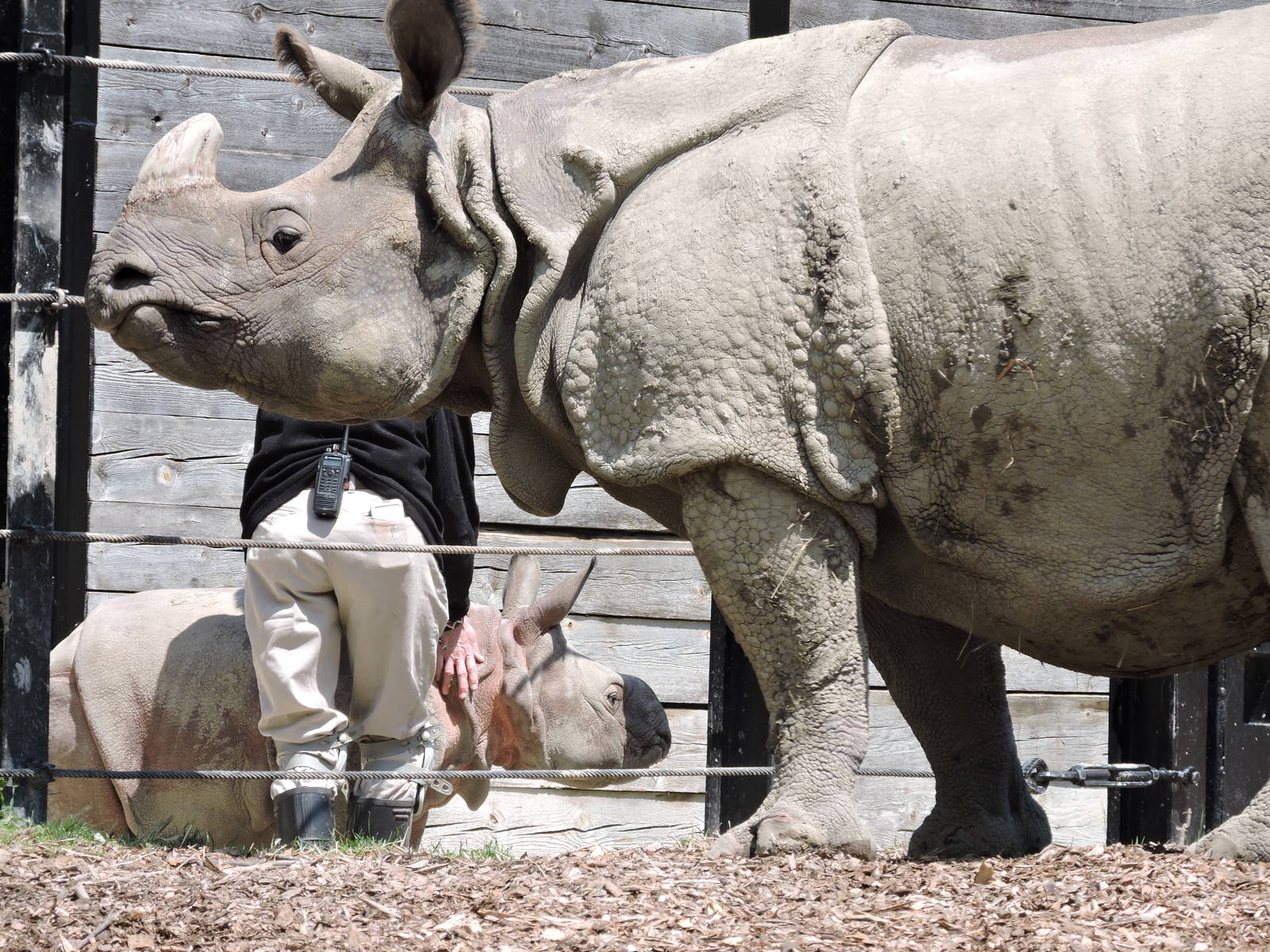 Indian Rhinos - Nandu and Asha