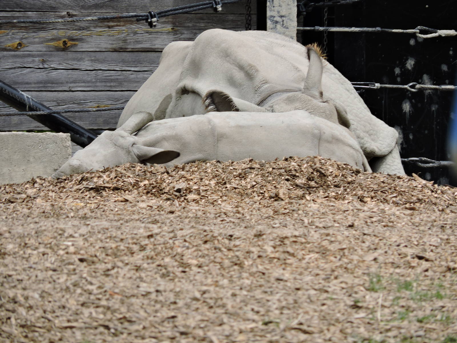 Indian Rhinos - Nandu and Asha