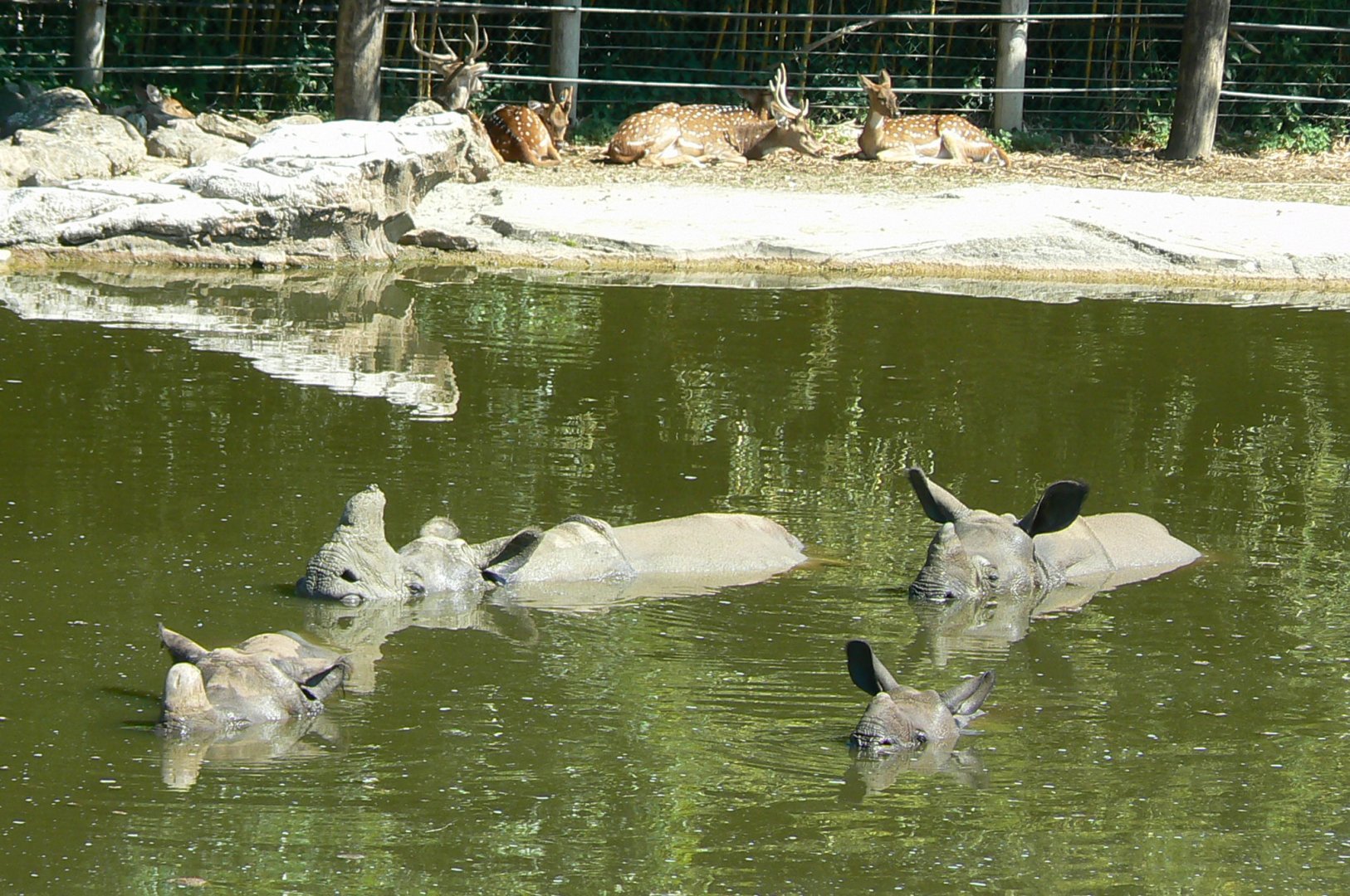 Indian rhinos shared bathtub