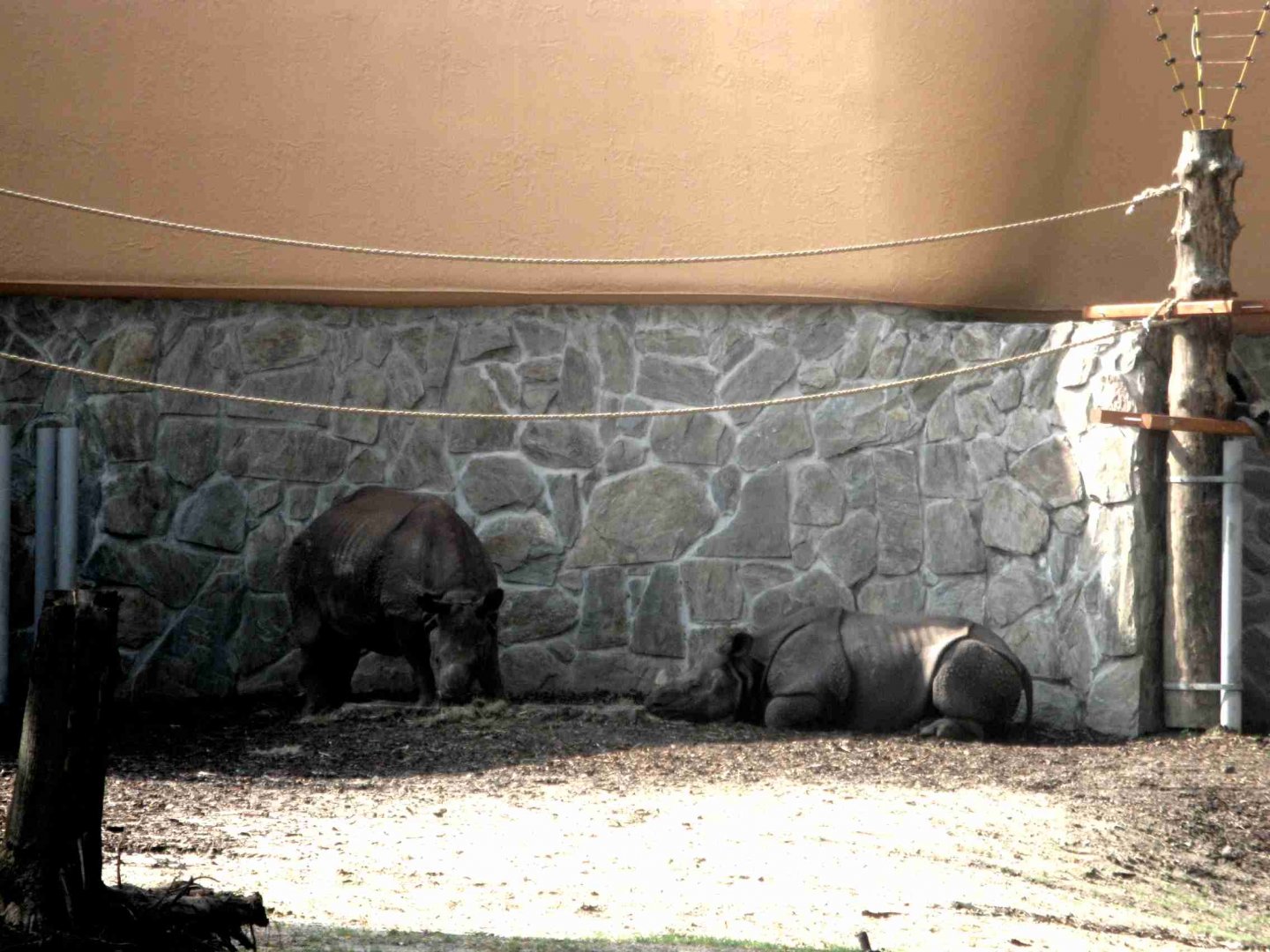 Indian Rhinos (two males) - 08.2013