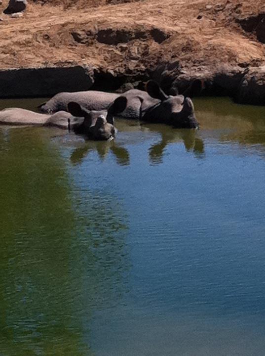 Indian rhinos wallowing in water
