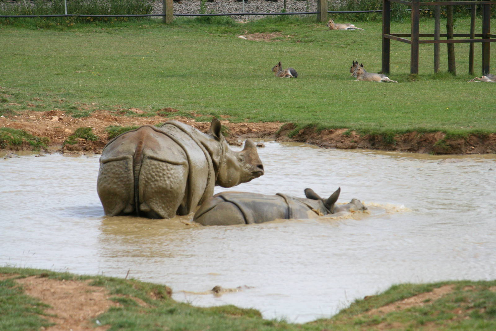 Indian rhinos wallowing