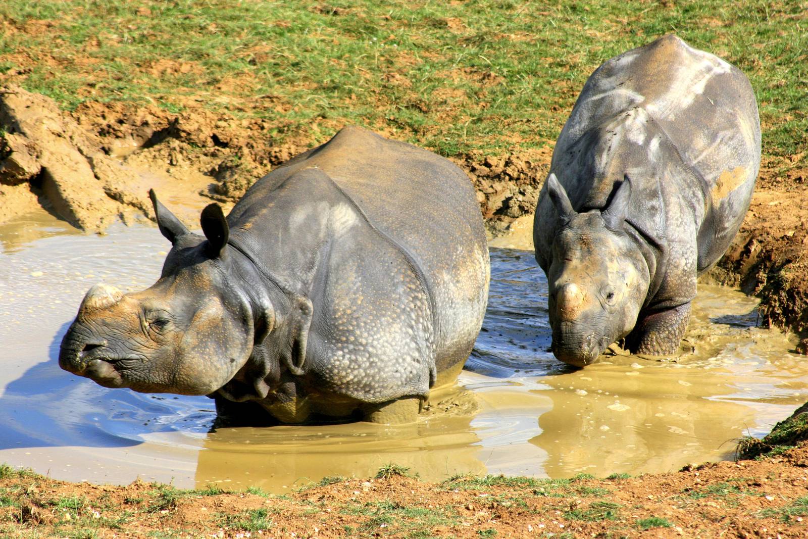 Indian rhinos; Whipsnade; 15th July 2014