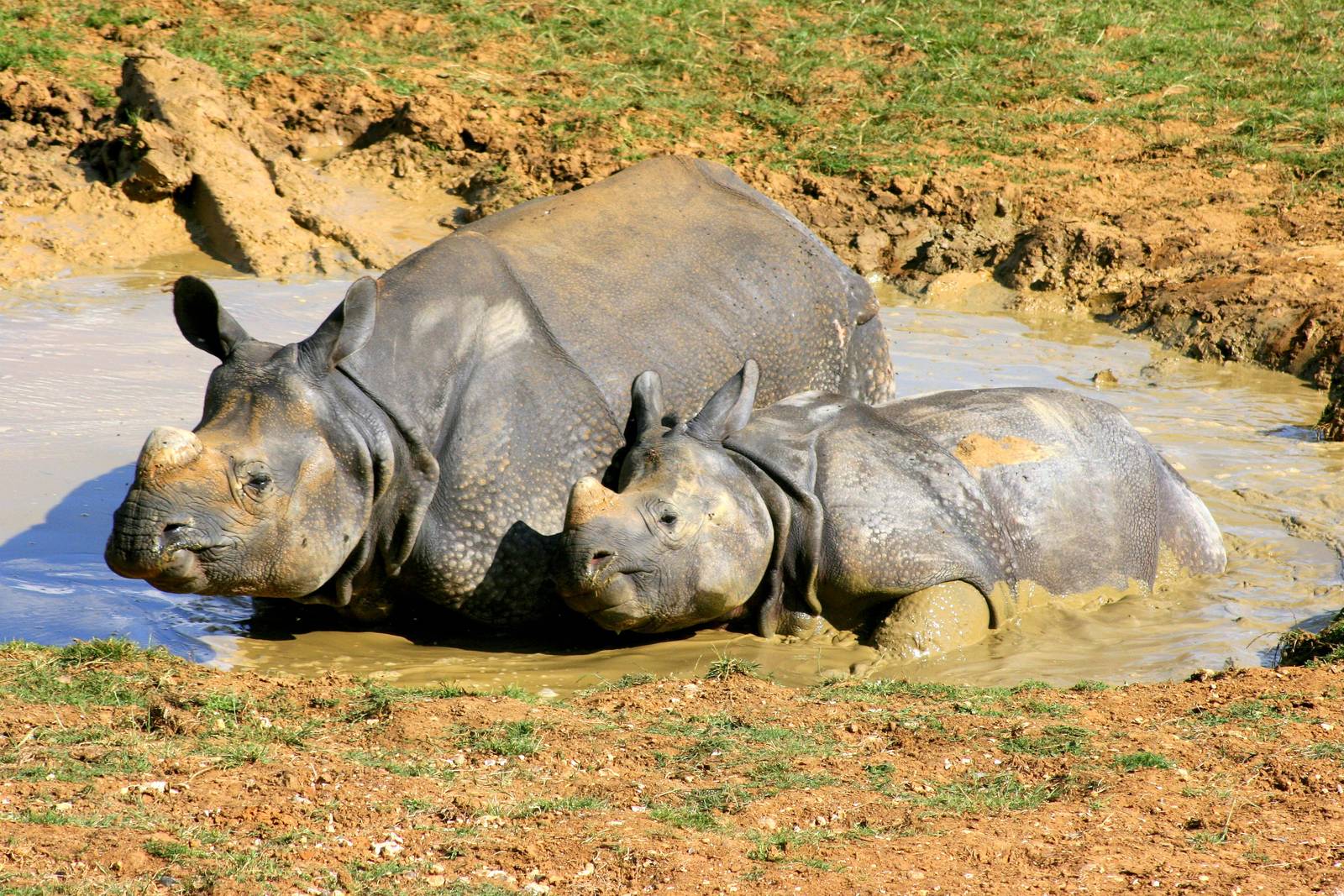 Indian rhinos; Whipsnade; 15th July 2014