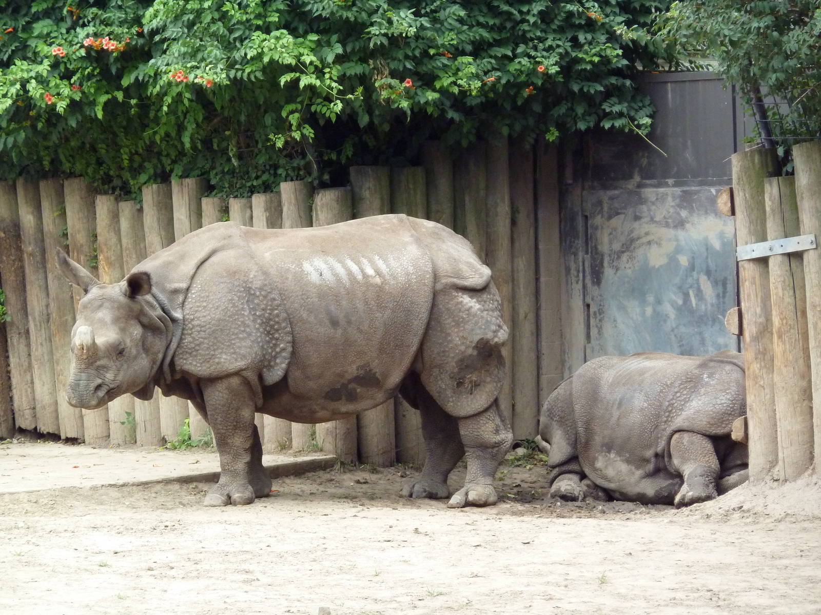 Indian Rhinos