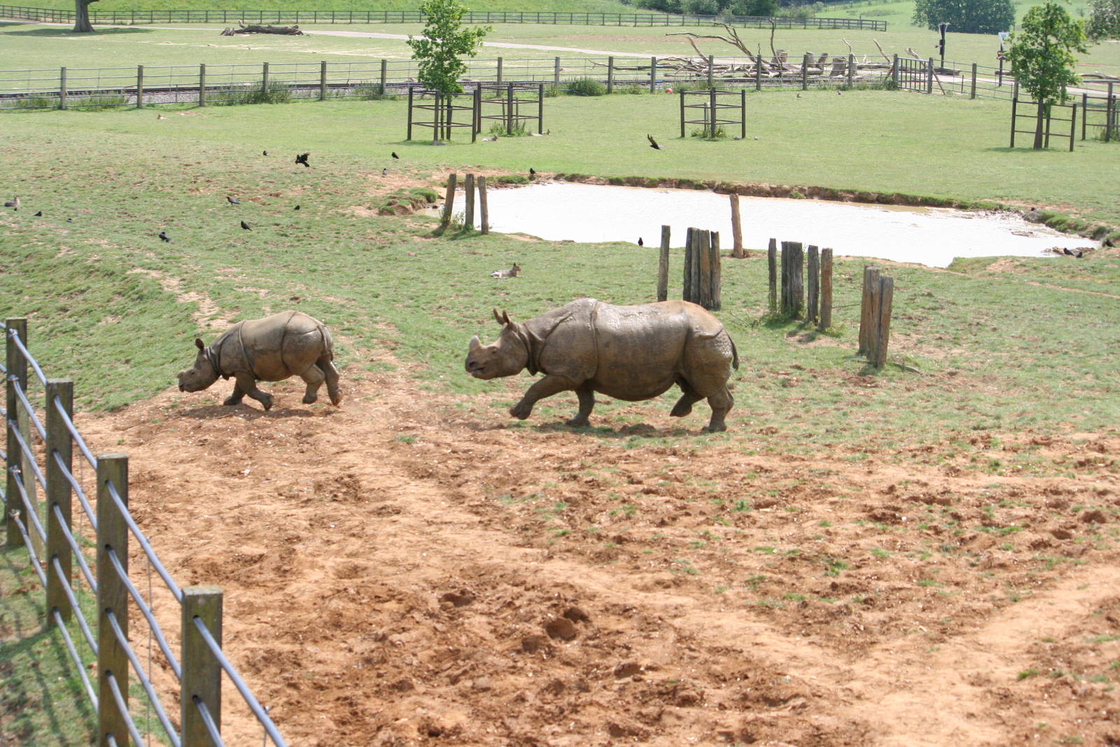 Indian rhinos
