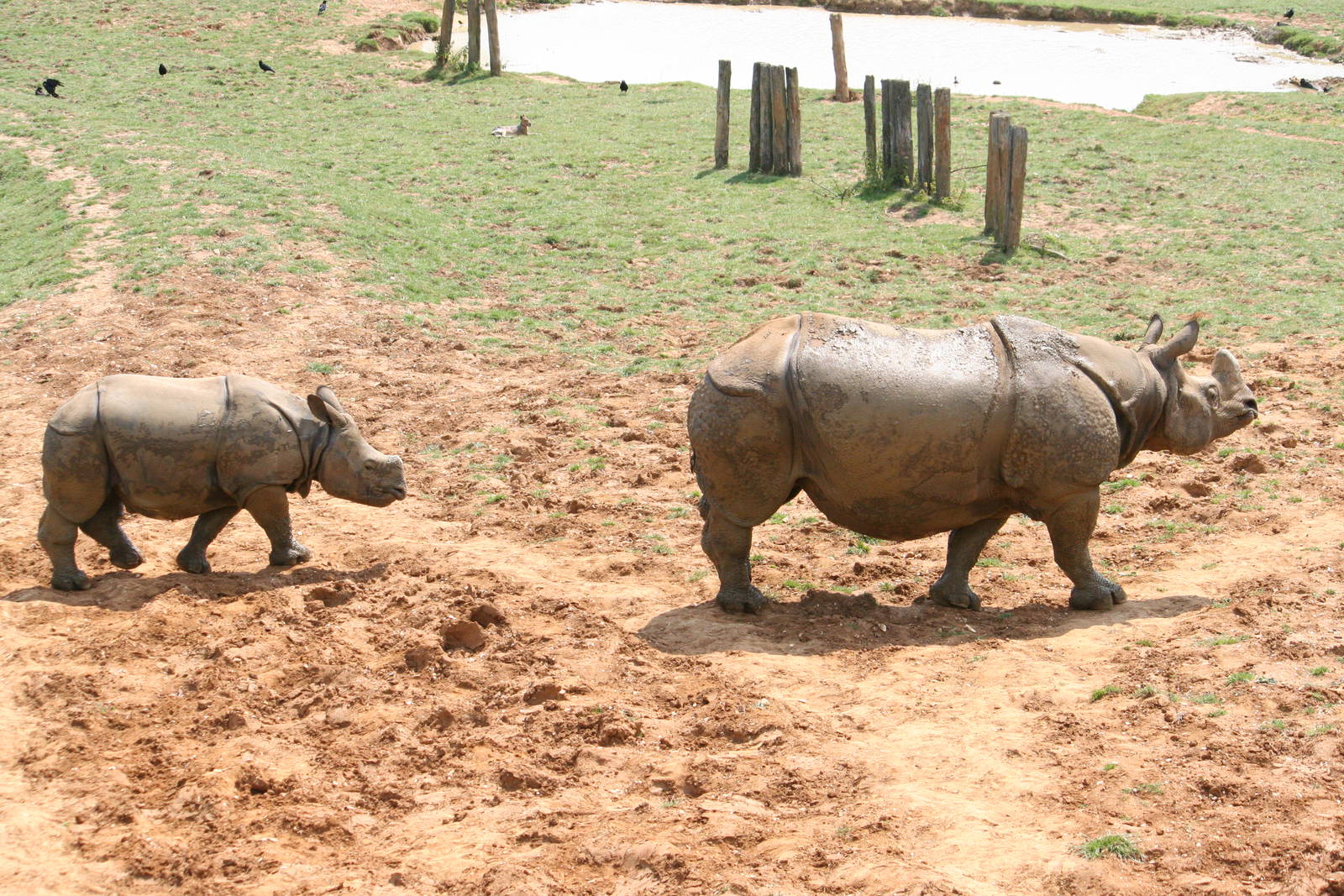 Indian rhinos