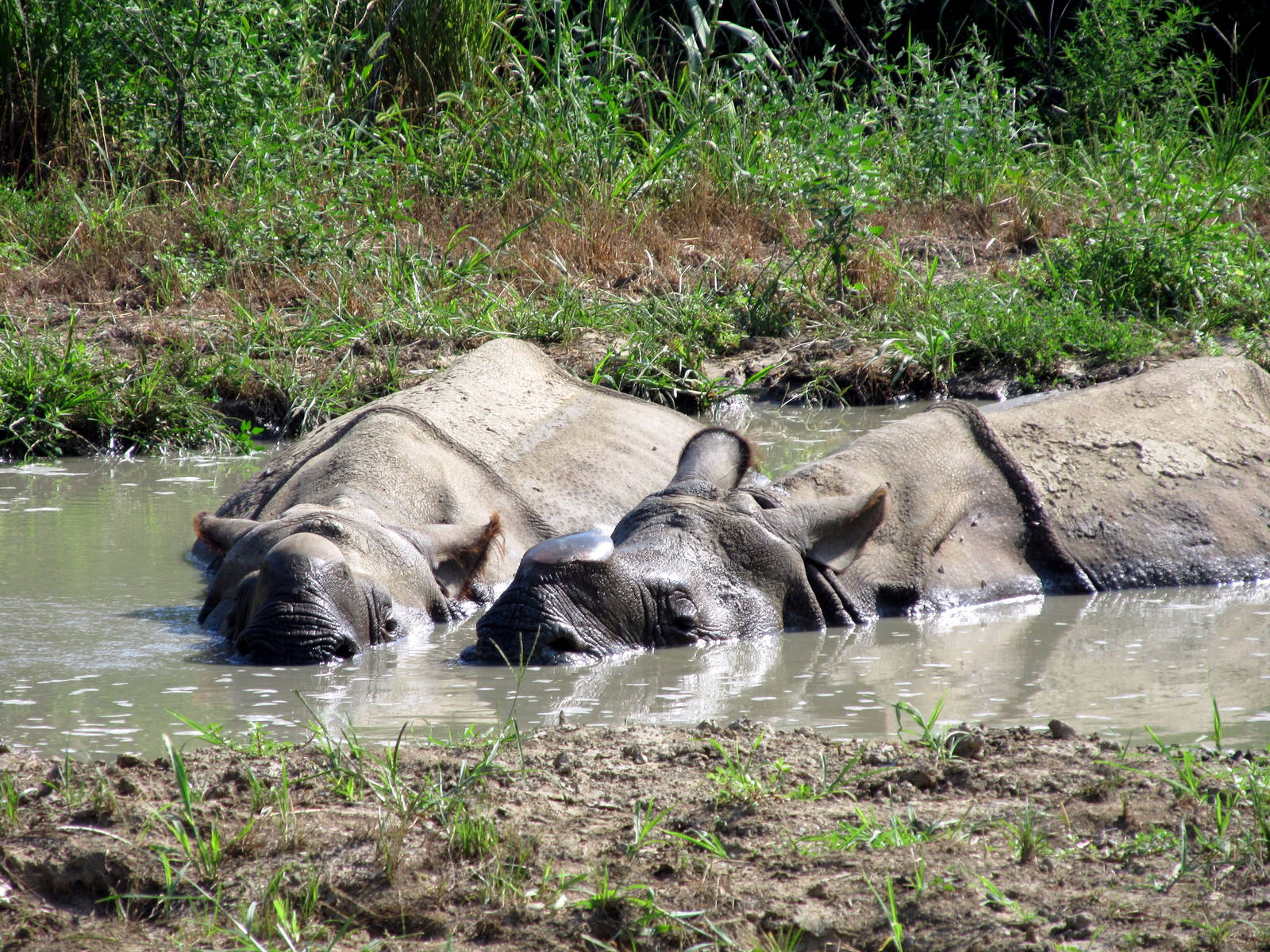Indian Rhinos