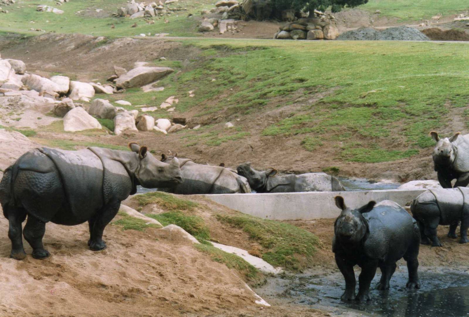 Indian Rhinos