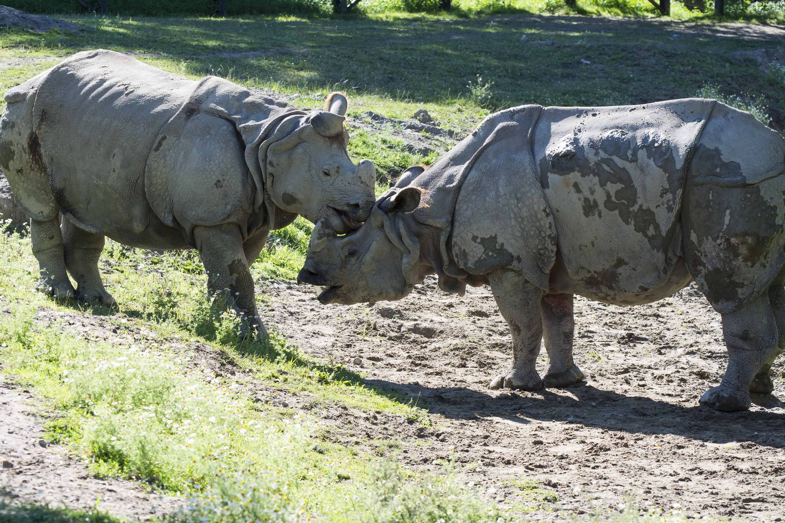 Indian Rhinos
