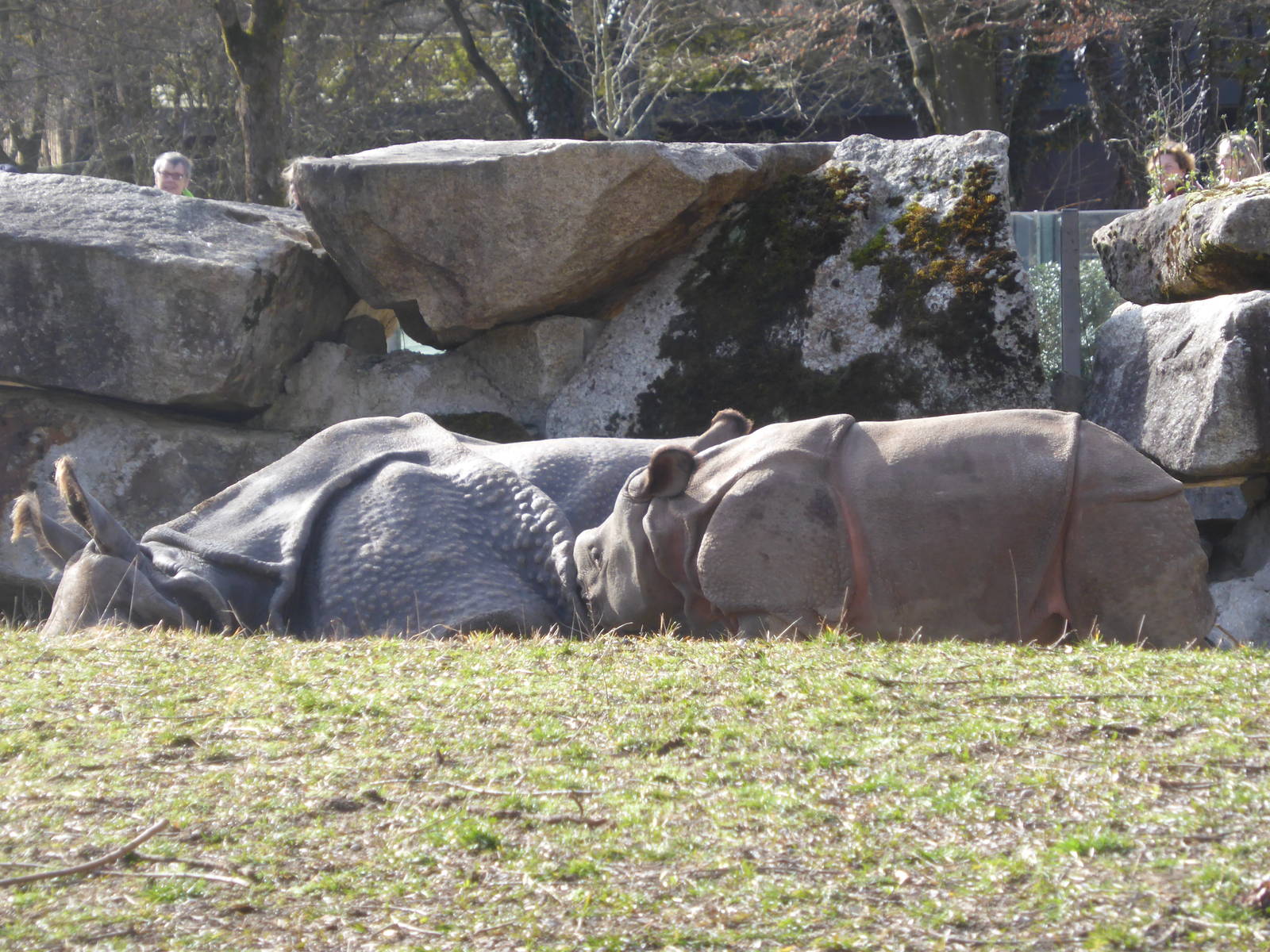 Indian rhinos