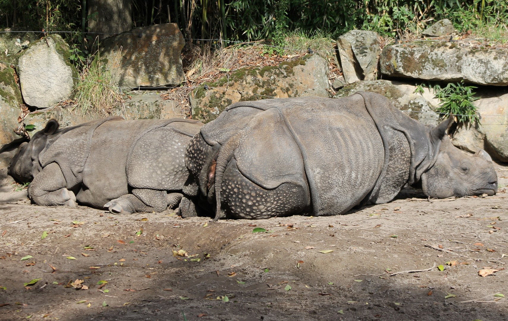 Indian rhinos