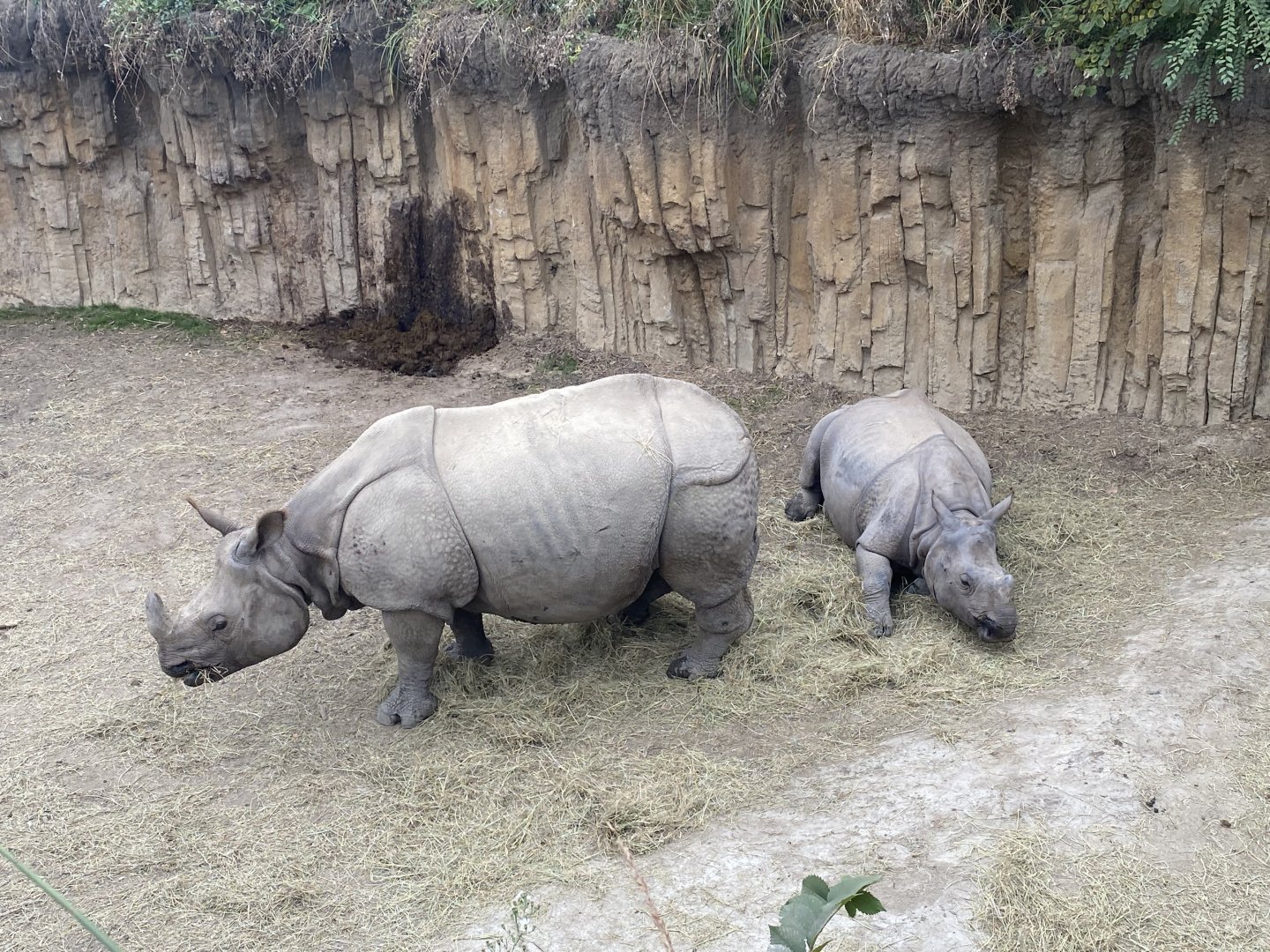 Indian Rhinos