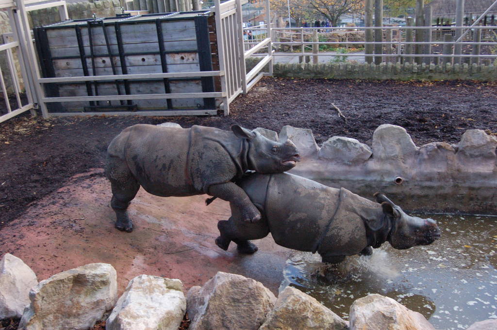 Indian rhinos