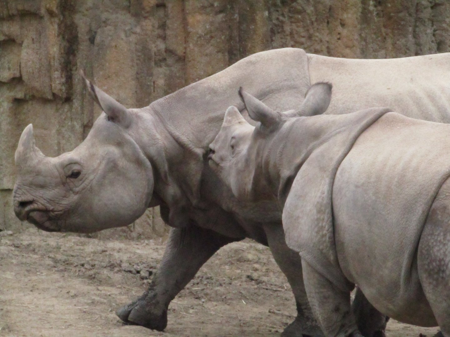 Indian Rhinos