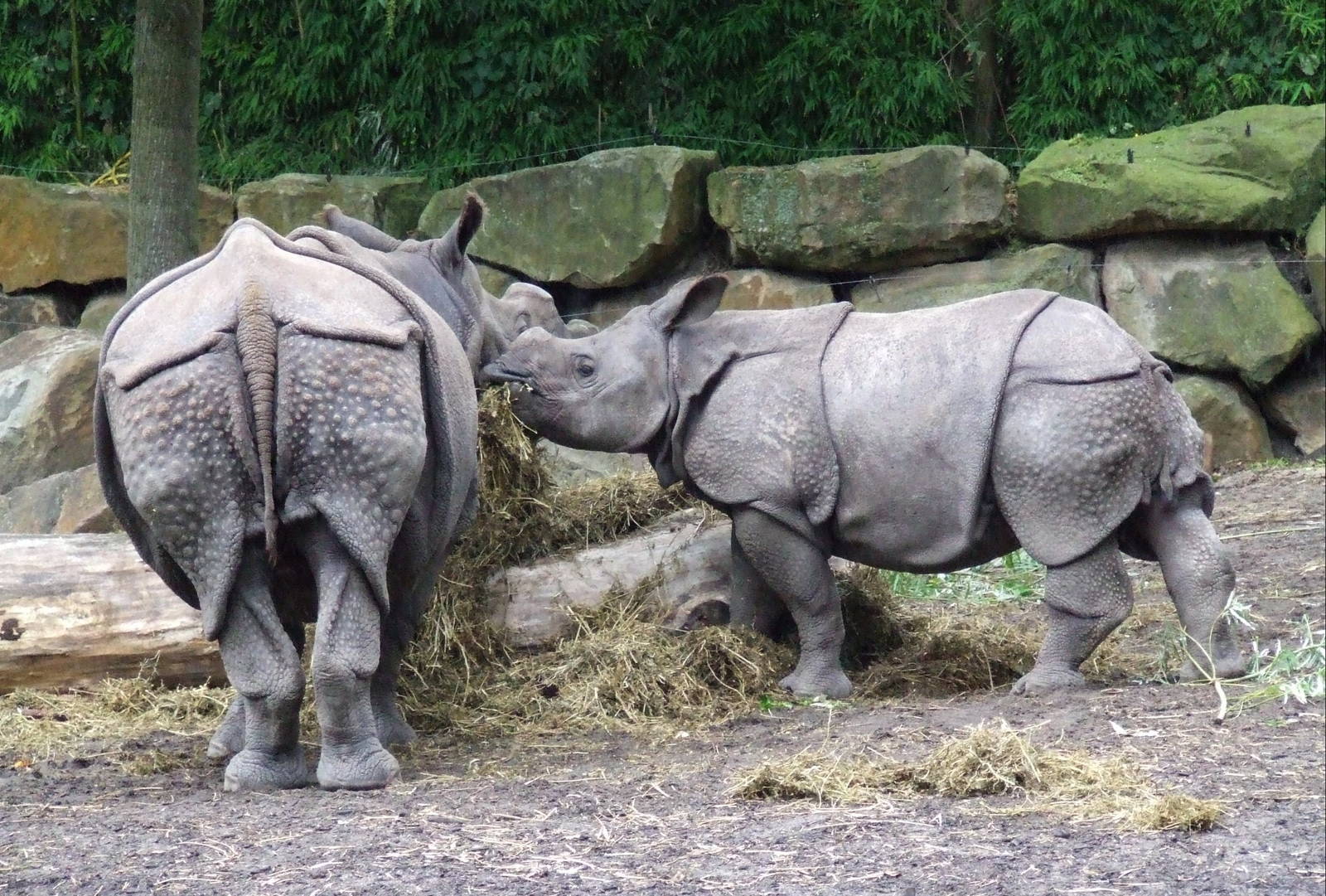 Indian Rhinos