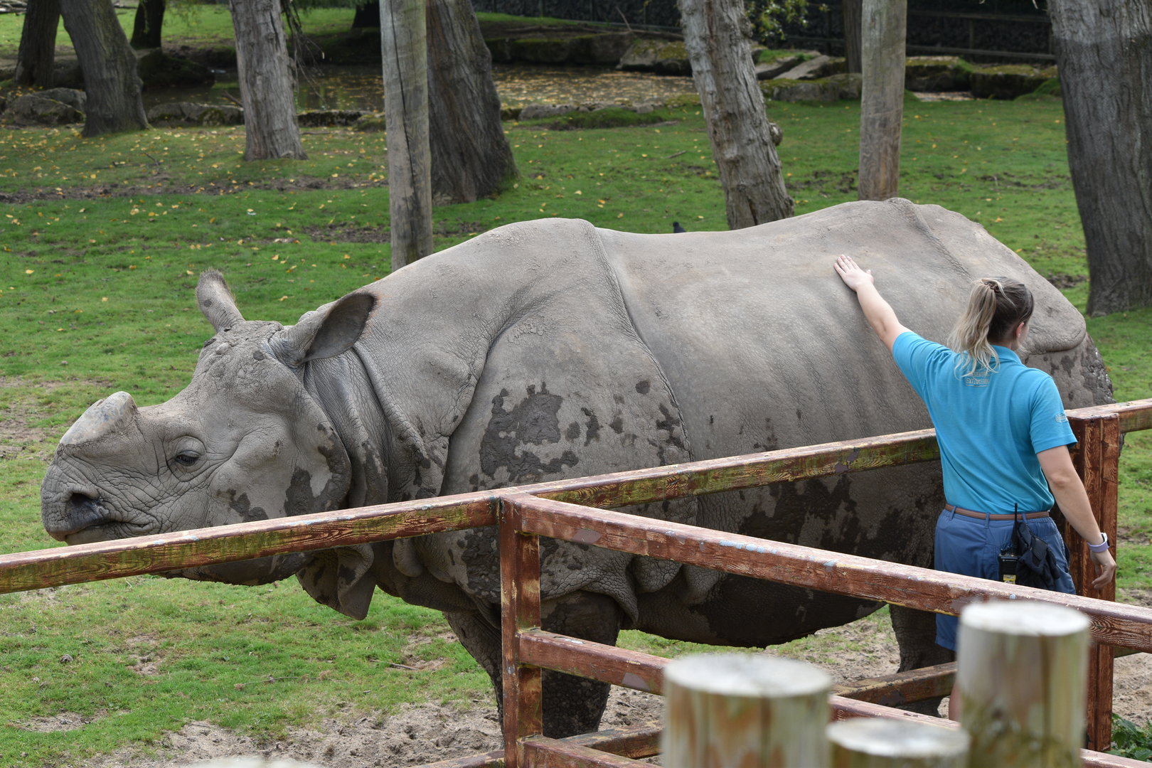 Indian Rhionoceros and keeper