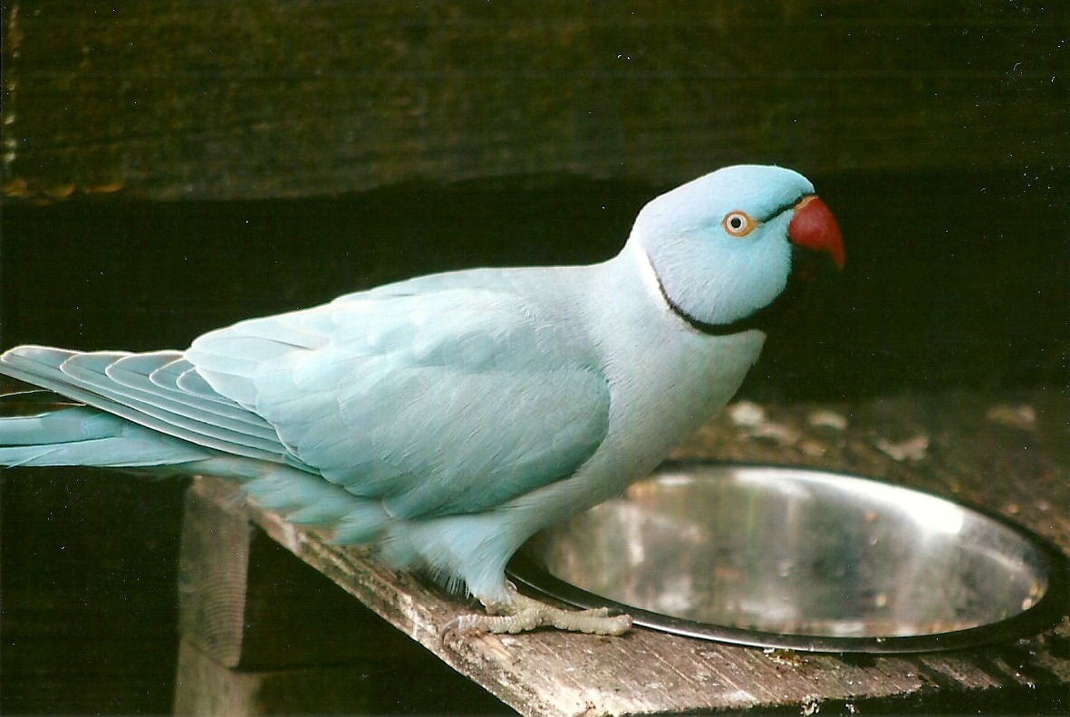 Indian Ring-necked Parakeet 11th September 2012