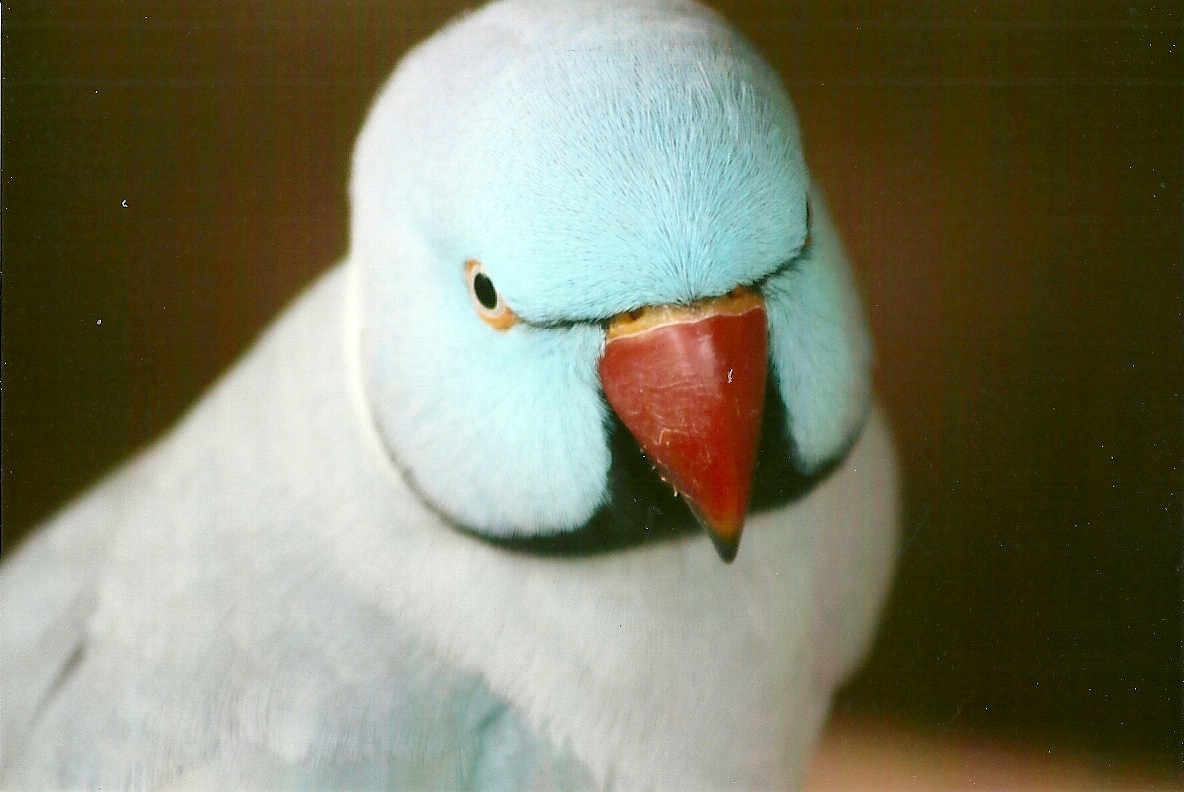Indian Ring-necked Parakeet 11th September 2012