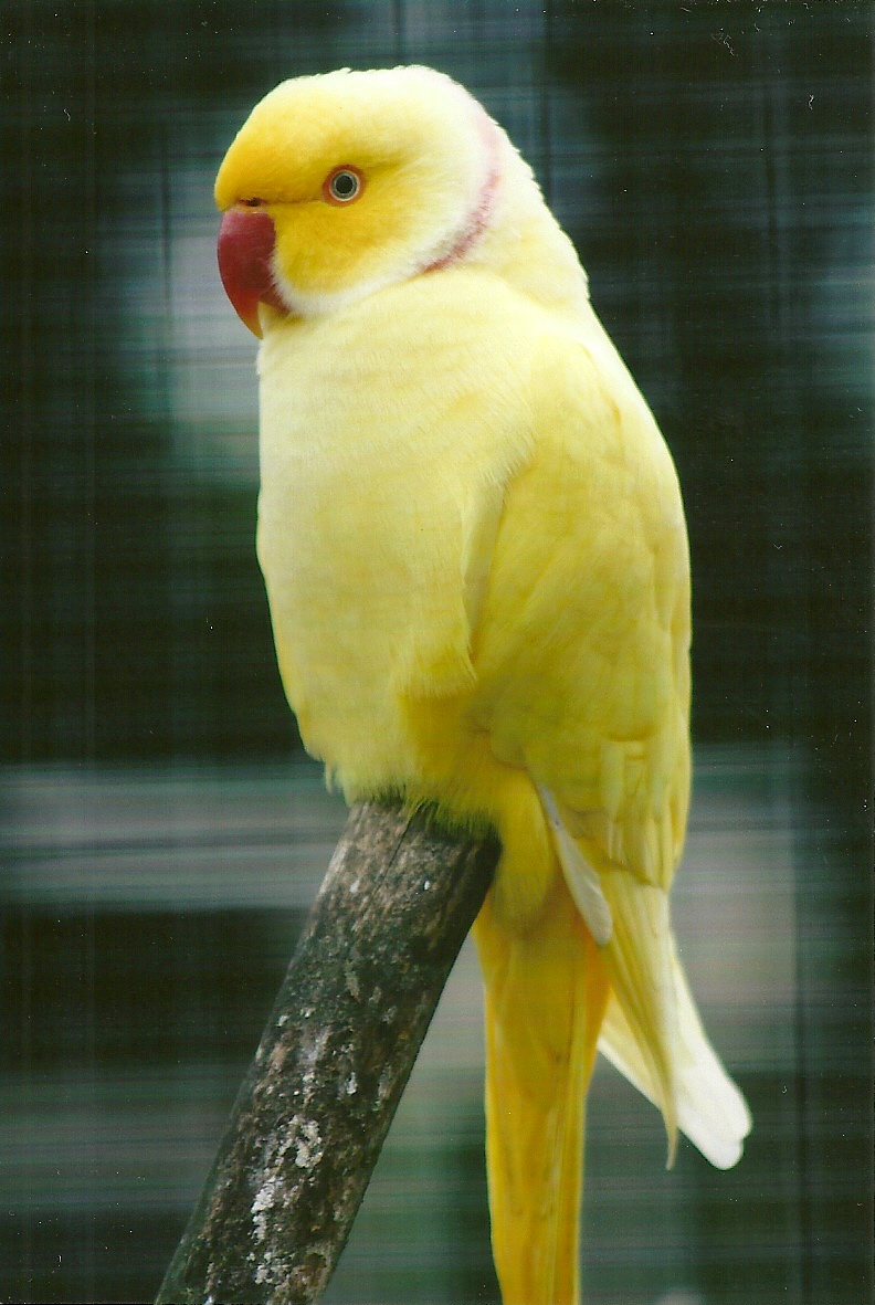 Indian Ring-necked Parakeet 11th September 2012