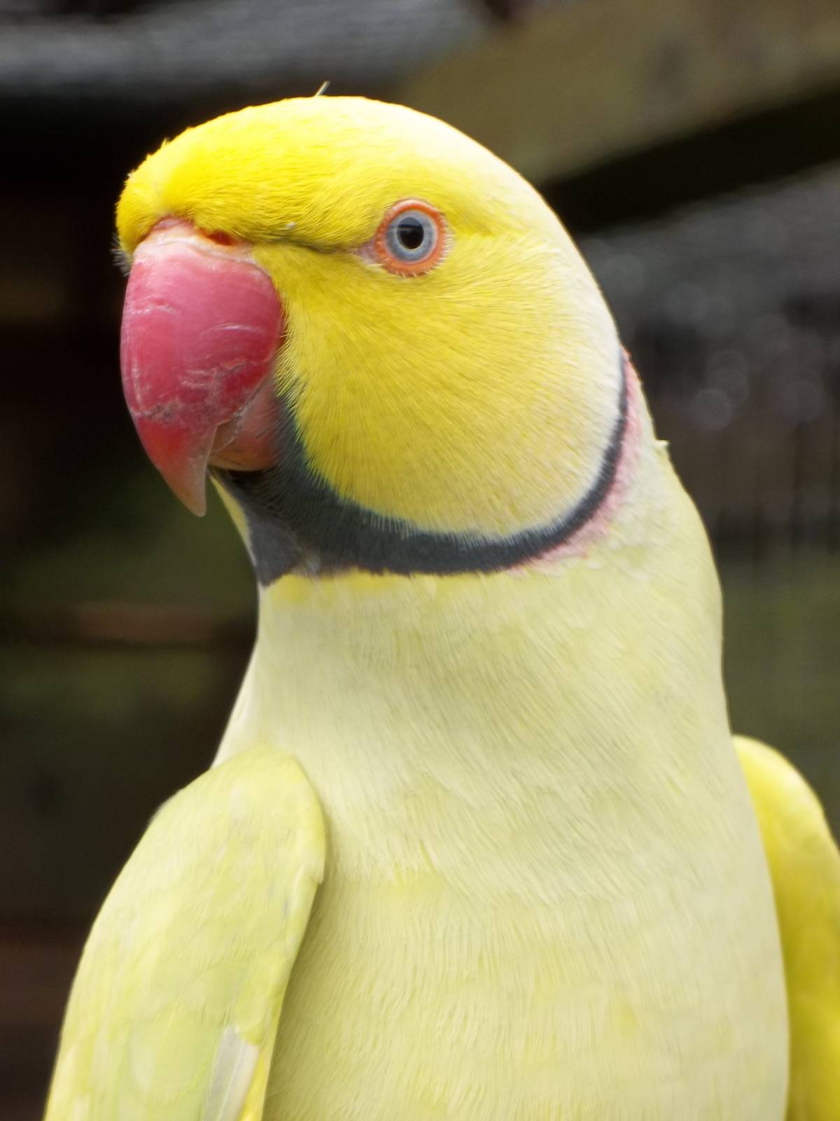 Indian Ring-necked Parakeet, 16th October 2014