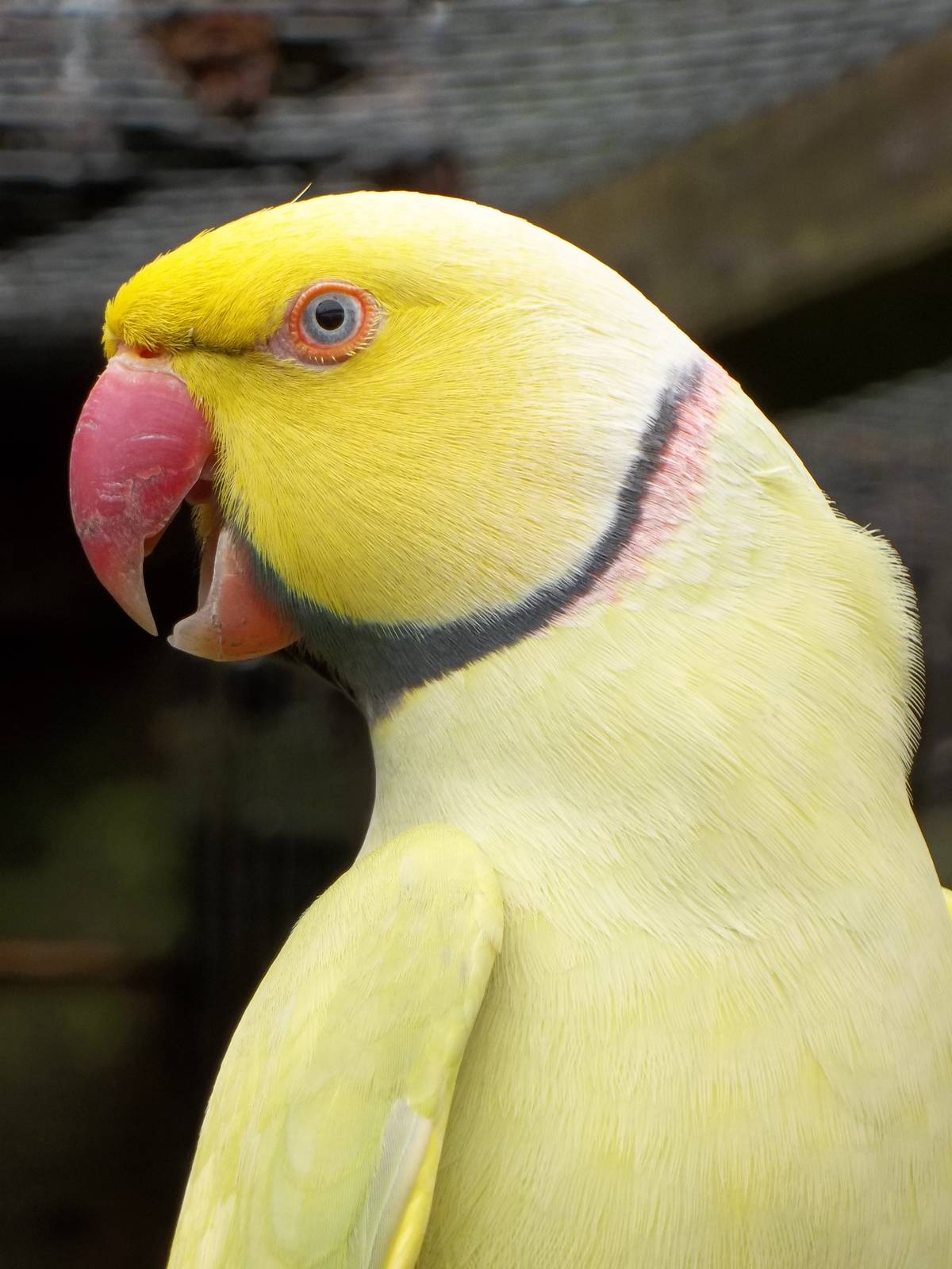 Indian Ring-necked Parakeet, 16th October 2014