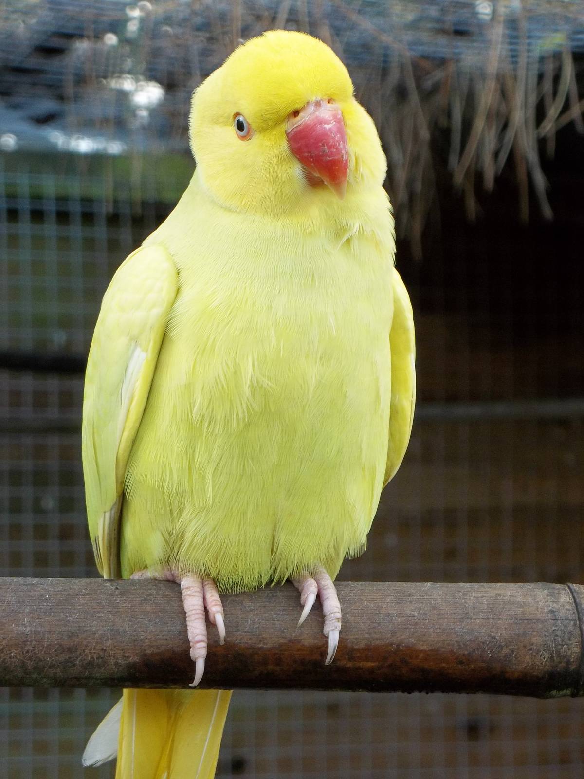 Indian Ring-necked Parakeet, 16th October 2014