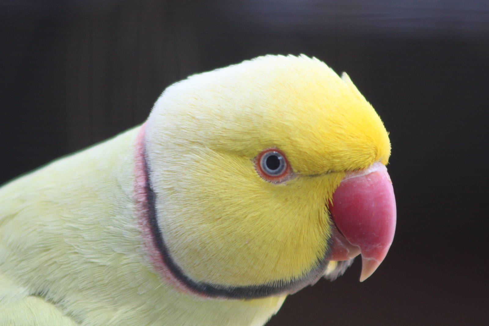 Indian Ring-necked Parakeet, 19th June 2014