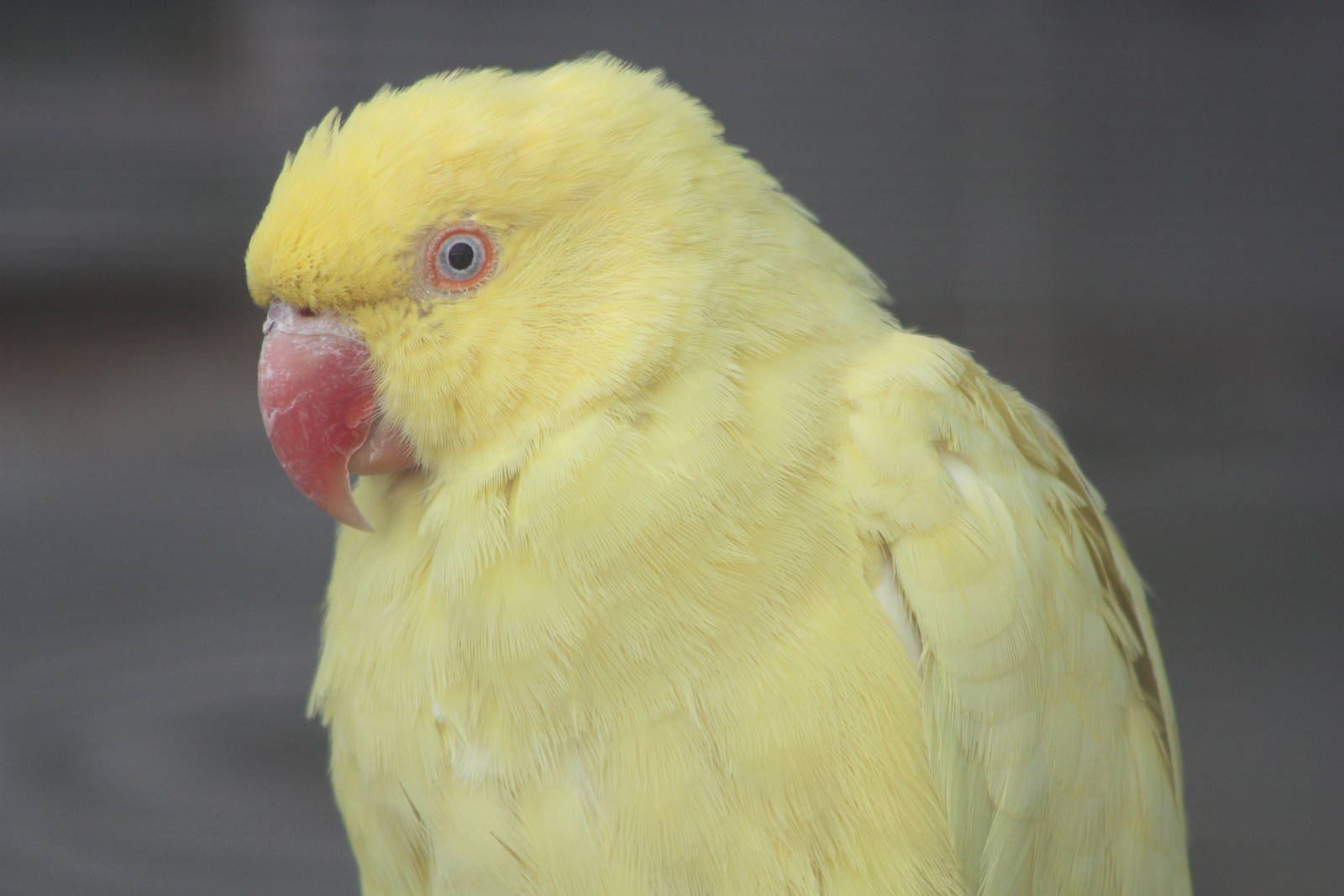 Indian Ring-necked Parakeet, 19th June 2014