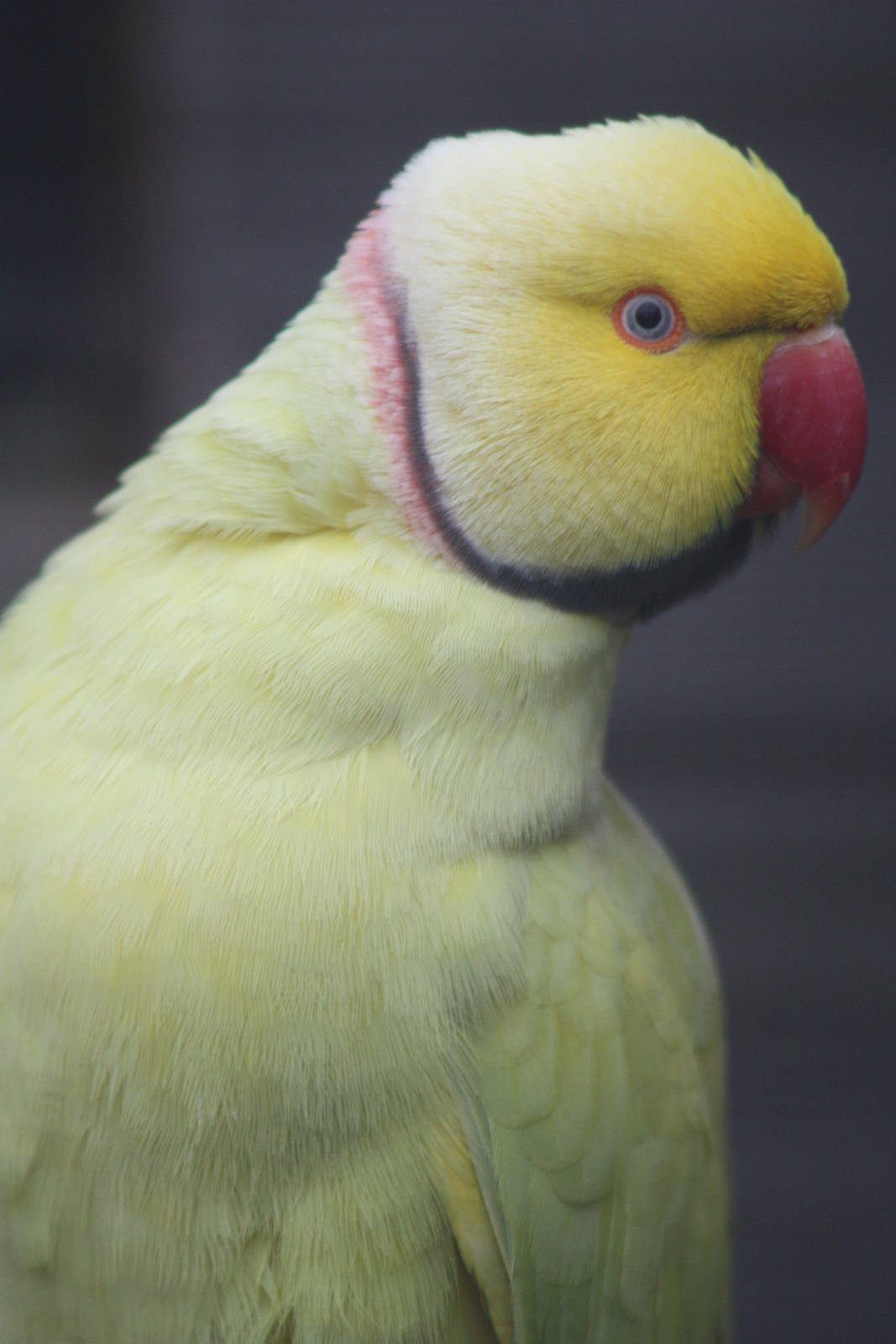 Indian Ring-necked Parakeet, 1st May 2014