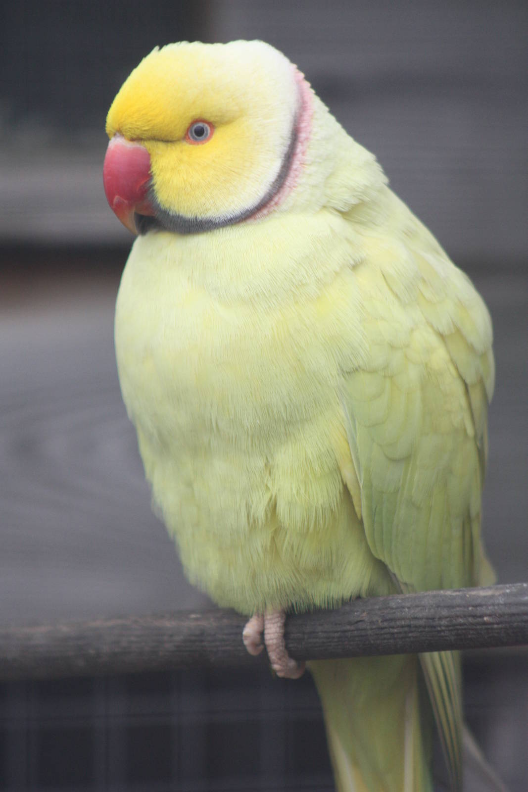 Indian Ring-necked Parakeet, 1st May 2014