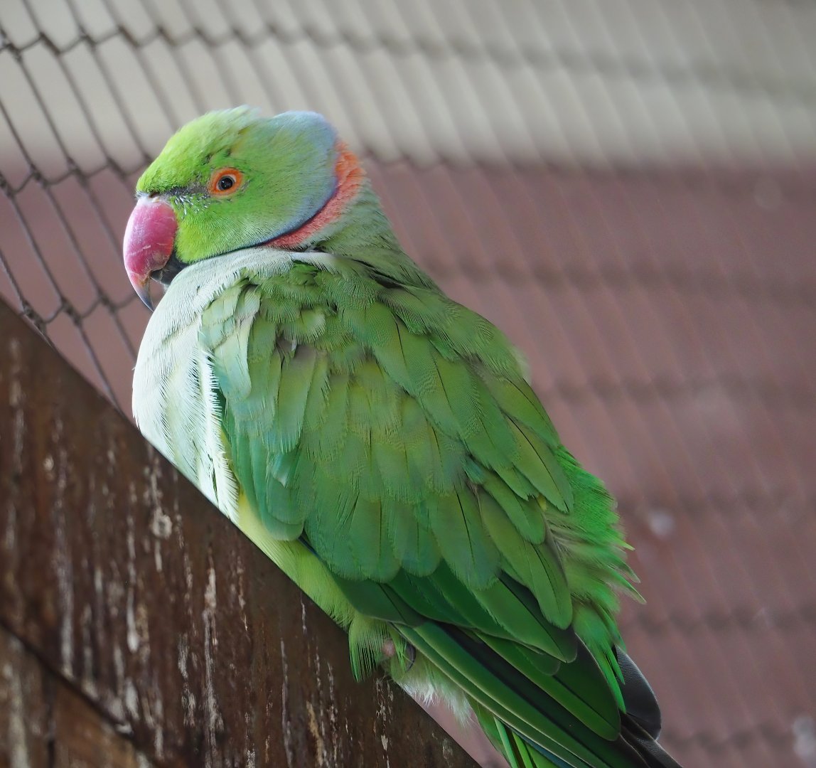Indian ring-necked parakeet, 2023-07-18