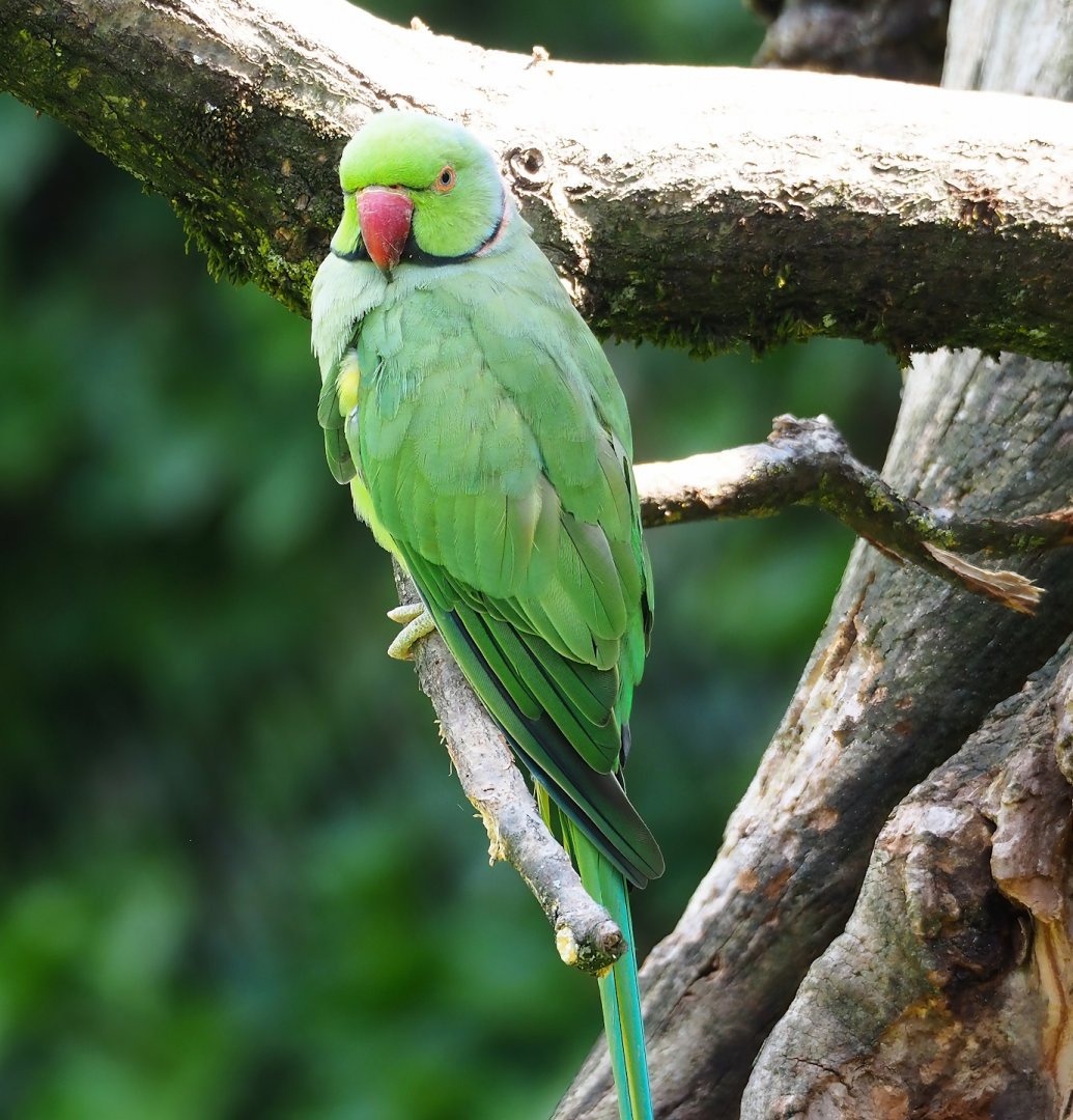 Indian ring-necked parakeet, 2023-07-18